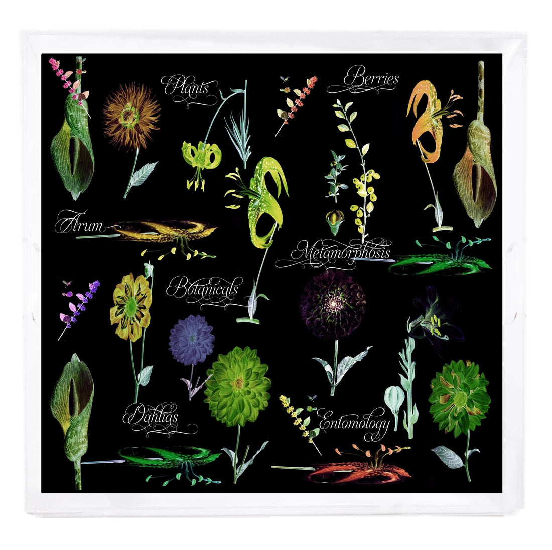 Botanicals Xray Greens Beveled/Polished Acrylic 18X18 Large Size Square Printed Tray - nicolettemayer.com