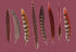 Pheasant Feathers Mauve 17.5 "x12" Rectangle Pebble Placemats, Set of 4 - nicolettemayer.com