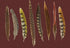 Pheasant Feathers Porto 17.5 "x12" Rectangle Pebble Placemats, Set of 4 - nicolettemayer.com